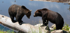 4-hotel-attractions-wildlife
