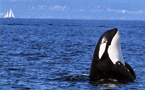 wildwhales